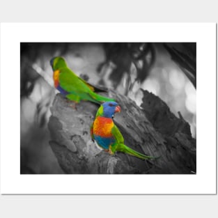 Rainbow Lorikeet_6324A Posters and Art